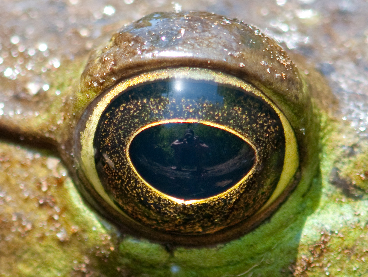 Beauty in the Eye...