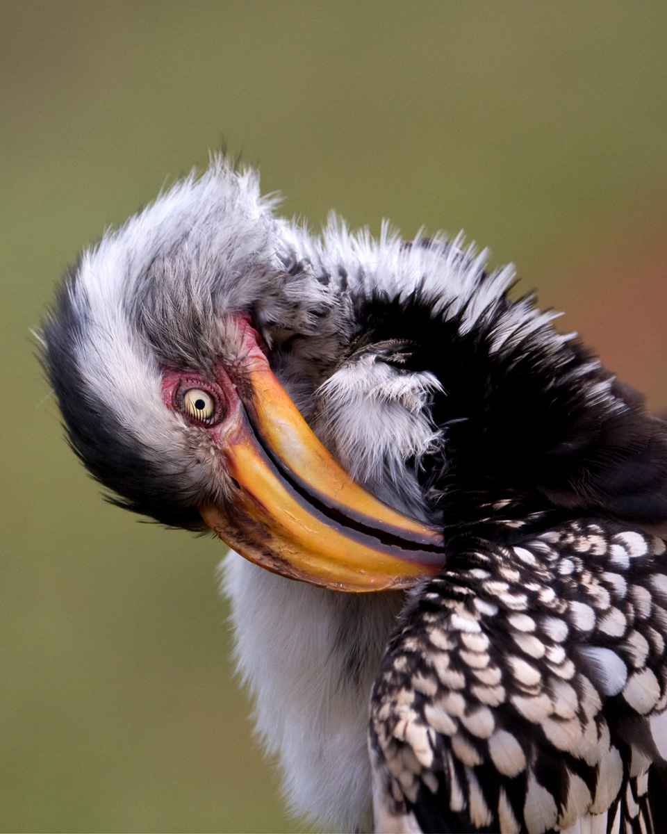 Yellow Billed Hornbill