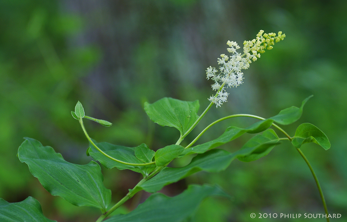 False Solomon's Seal