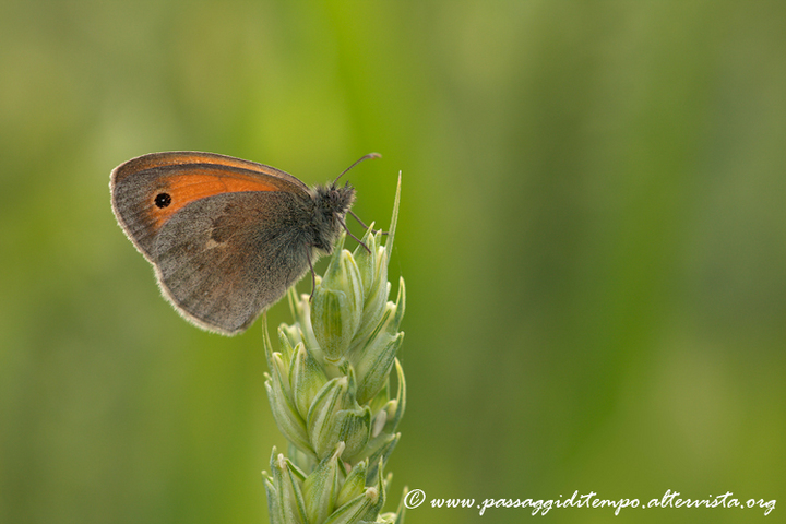 Meadow brown