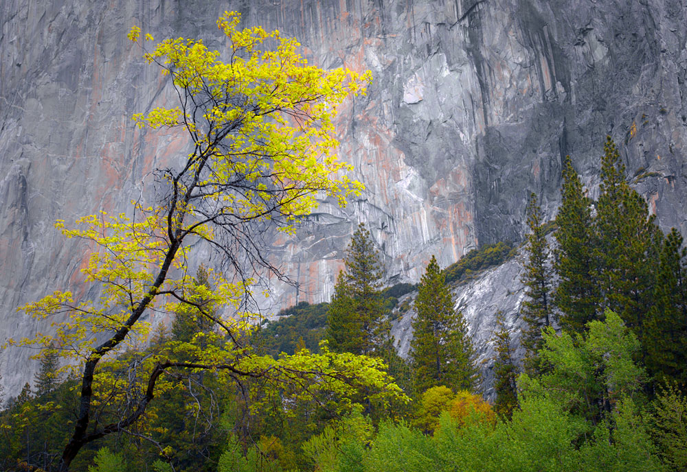 Spring Trees