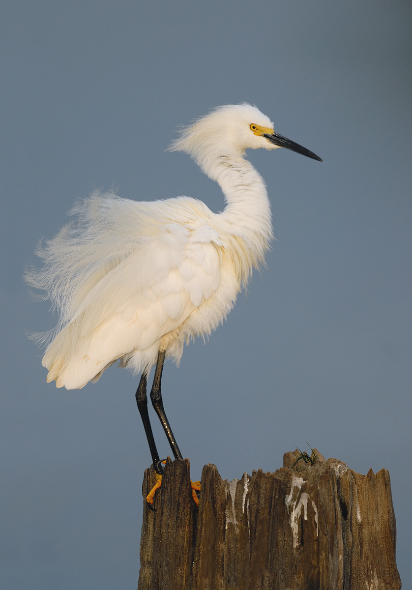 Snowy Egret