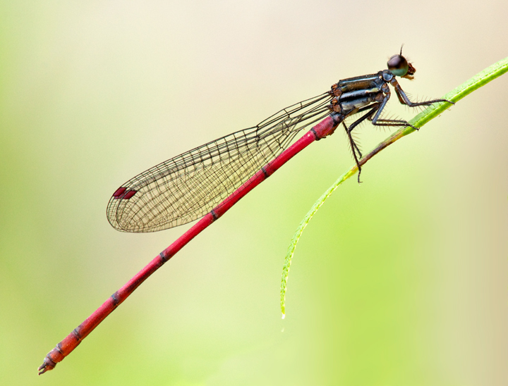 Damselfly