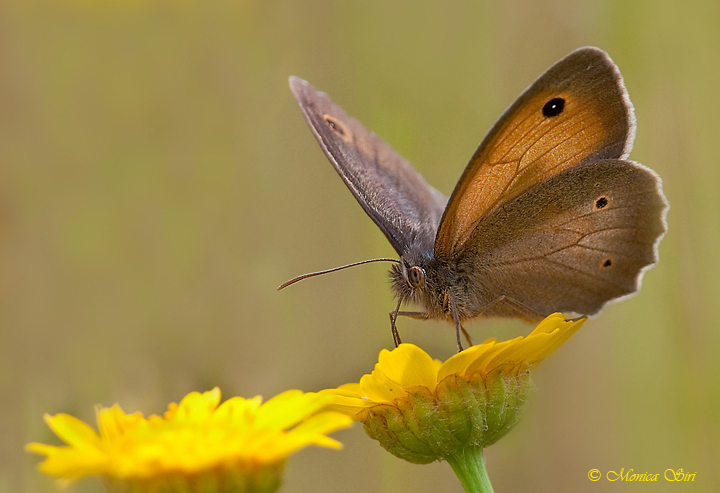Meadow Brown