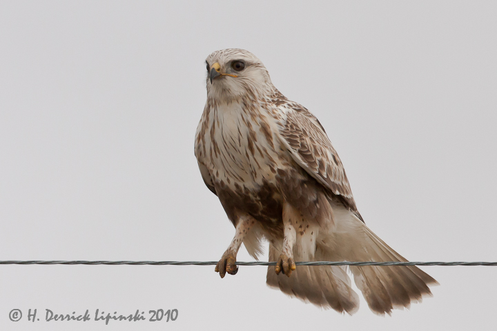 Bird on a Wire