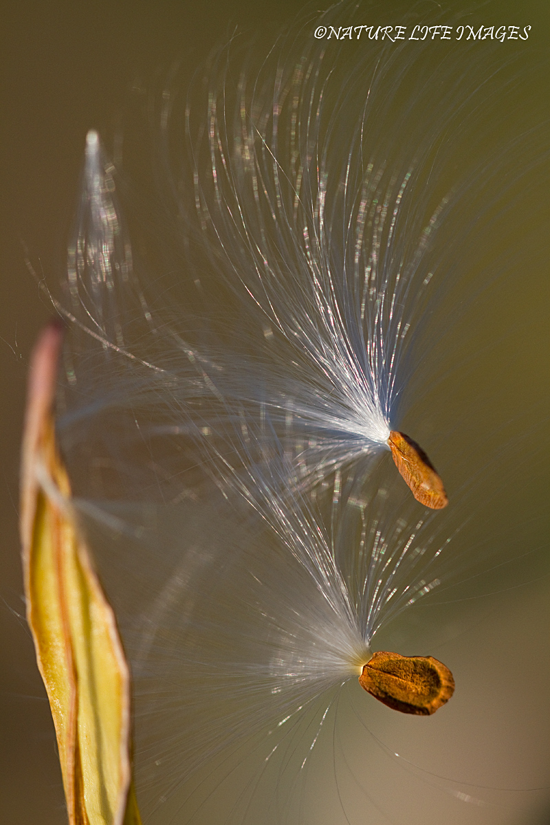 Free Fall