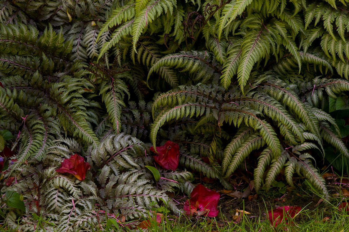 Japanese Fern