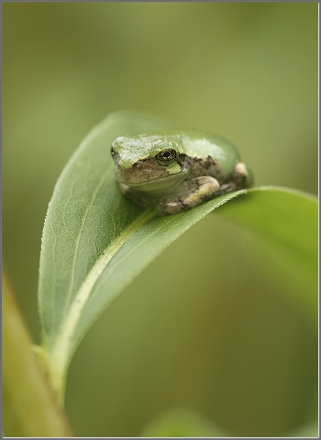 Kissing the frog