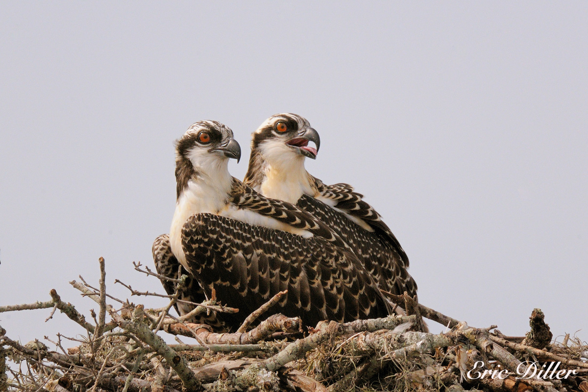 Osprey Chicks......