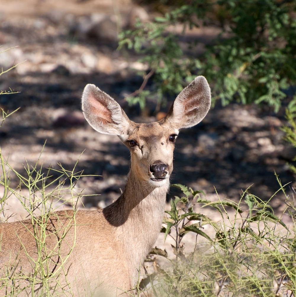 Deer Having Breakfast