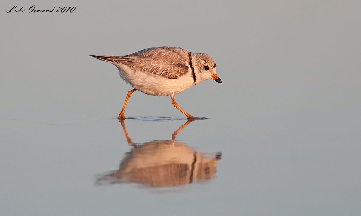 Sunset Plover