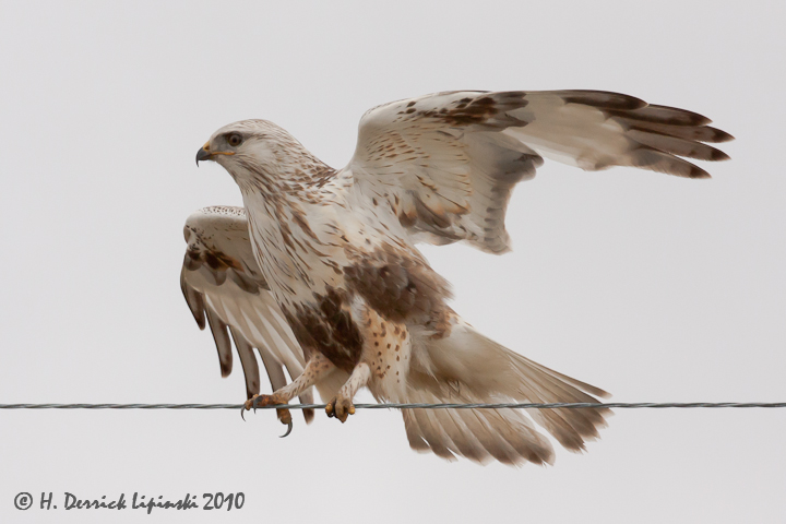 Rough-legged Hawk Take 2