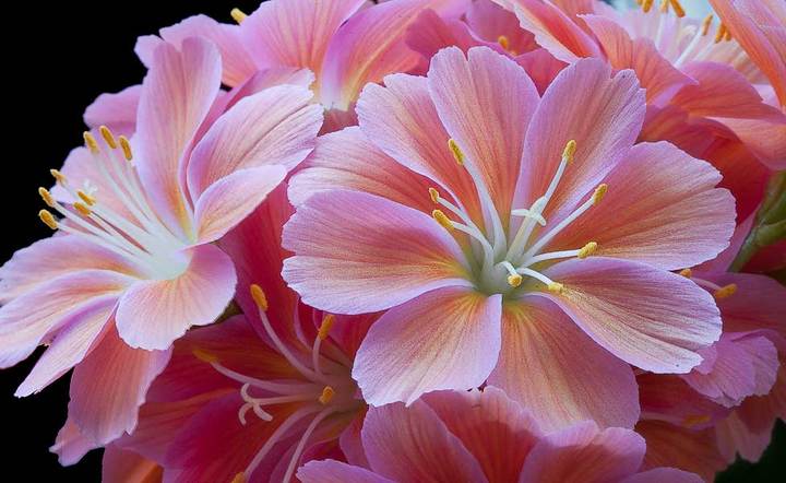 Lewisia cotyledon