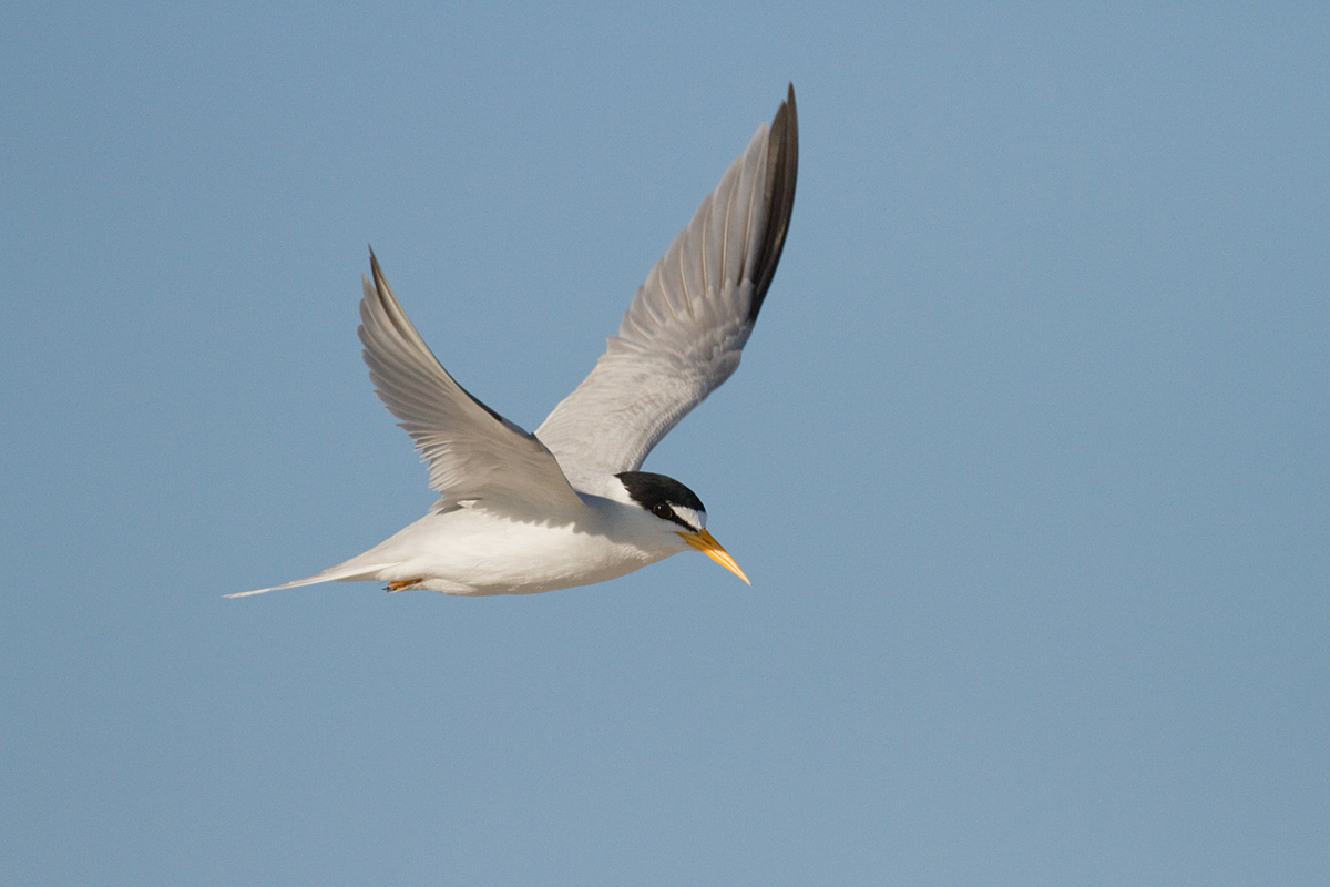 Least Tern In Flight