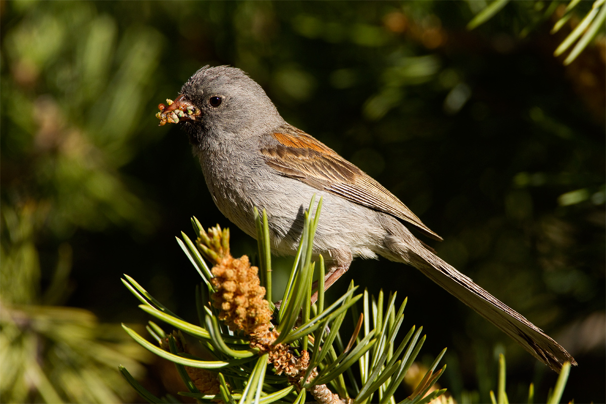 Black-chinned Sparrow 2