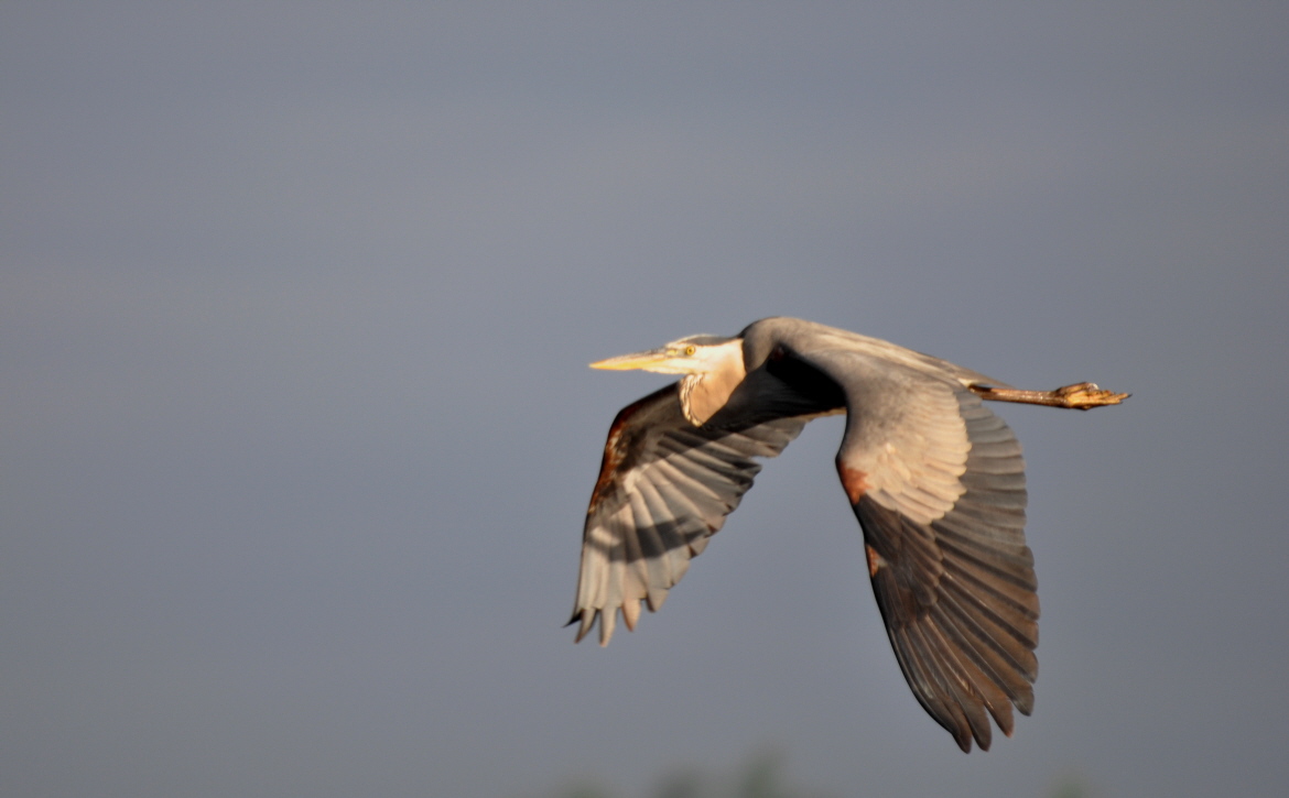 GBH... Good, Bad & hUgly