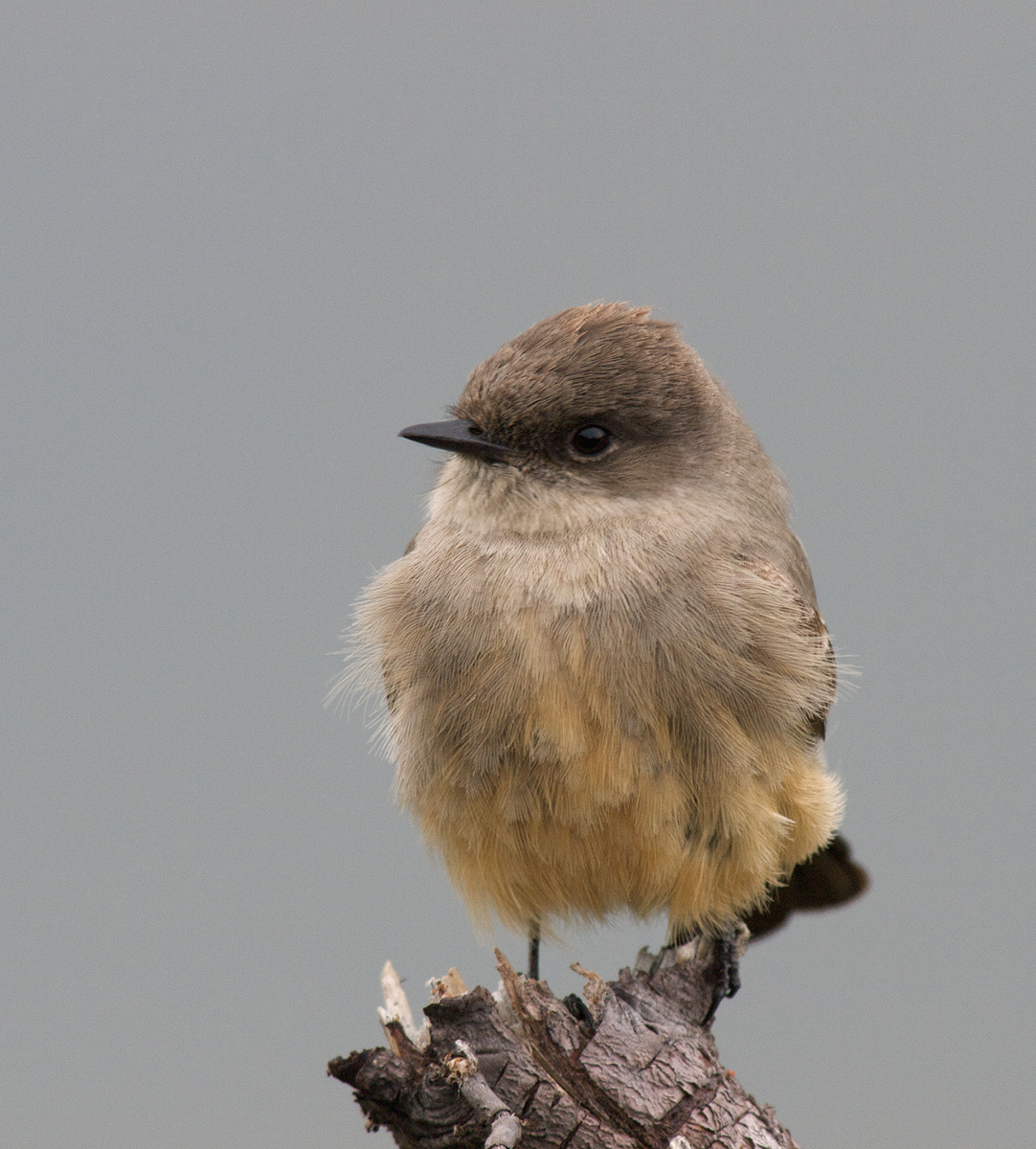 Say's Phoebe