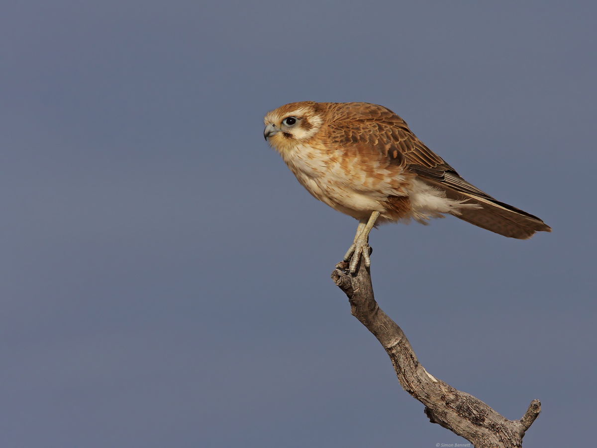Brown Falcon