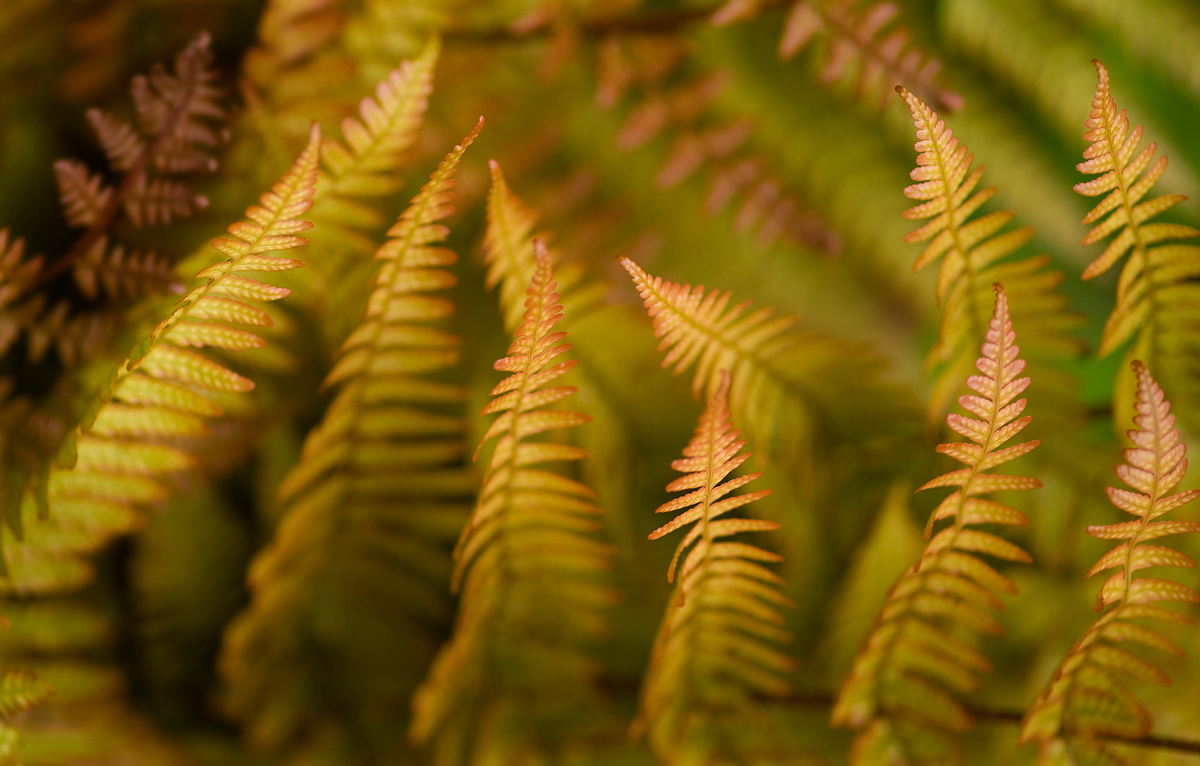 Autumn Fern