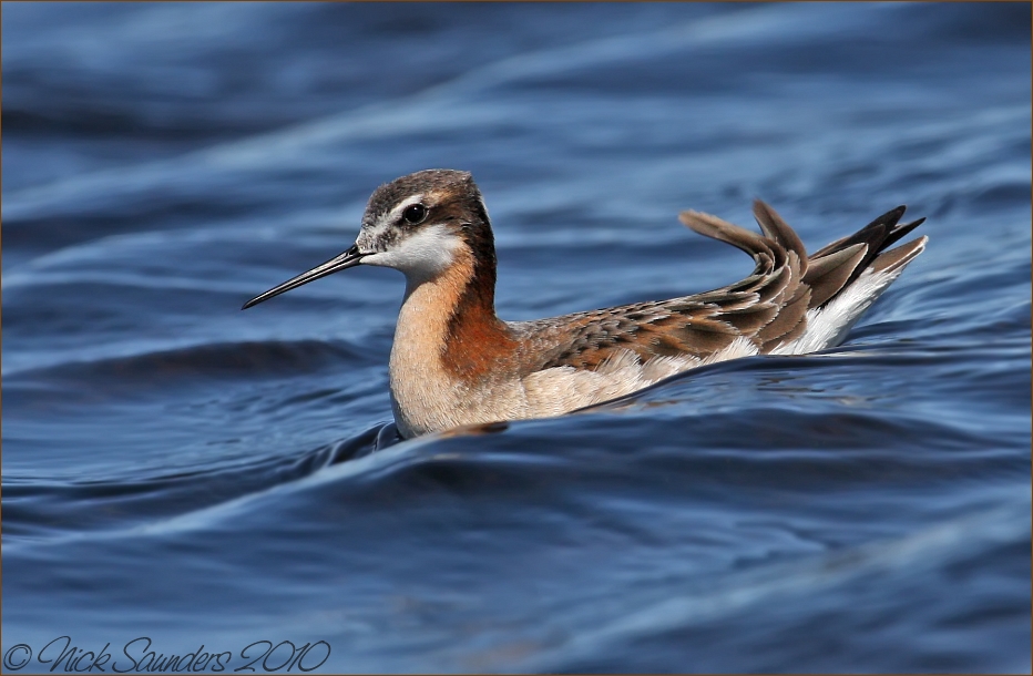 Red-necked Phalarope