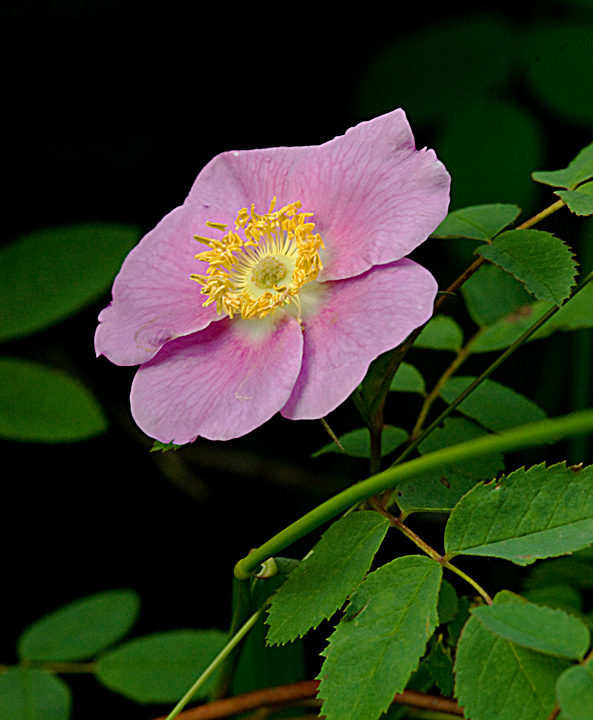 Wild Skagit Rose