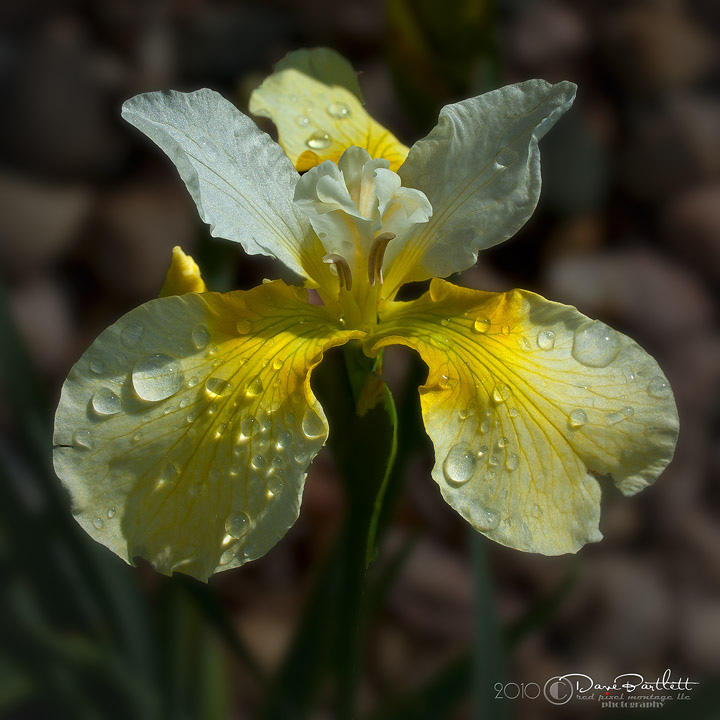 Cream & Sugar Sib. Iris