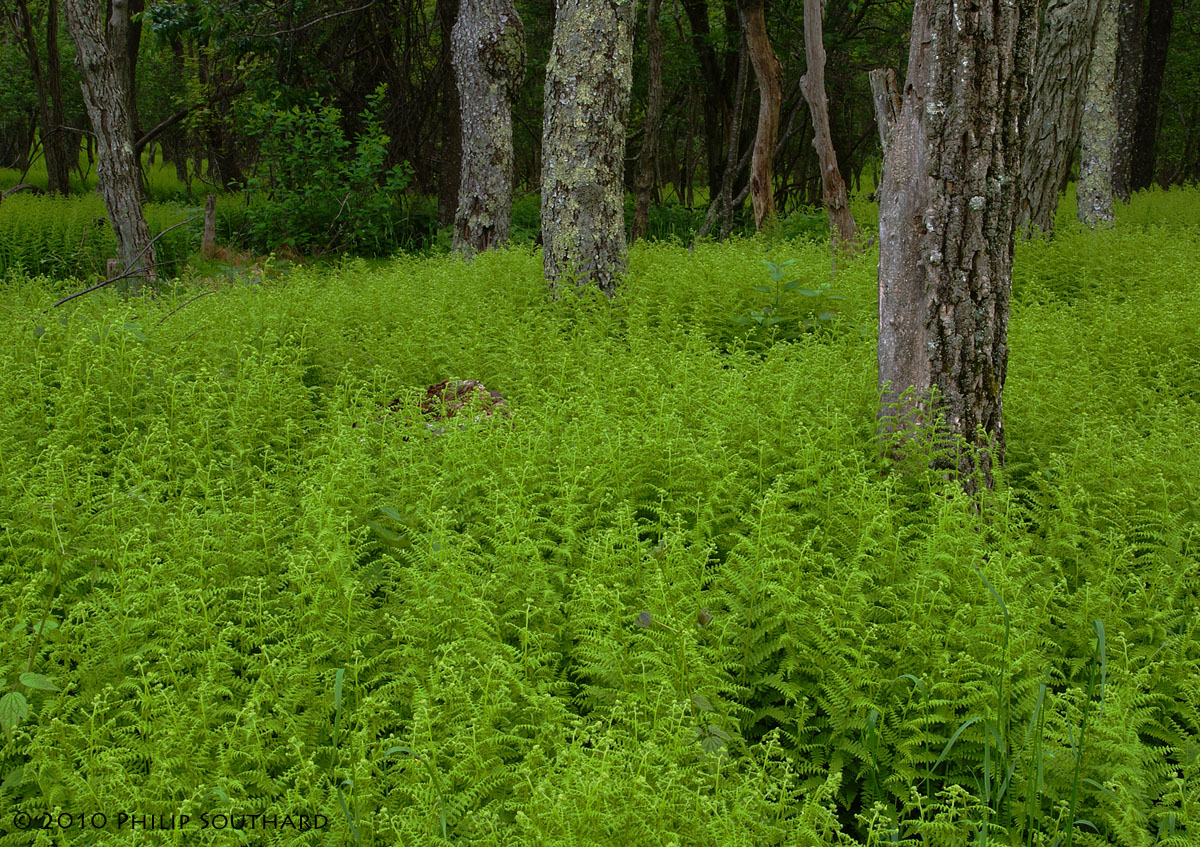Ferns, Ferns, and Ferns