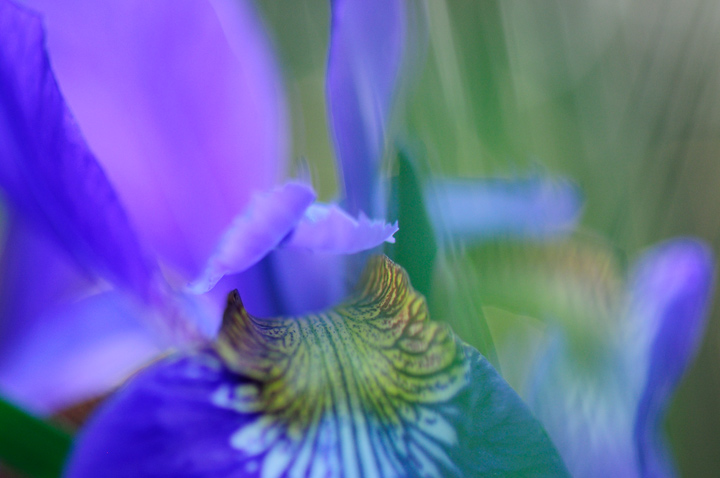 Iris