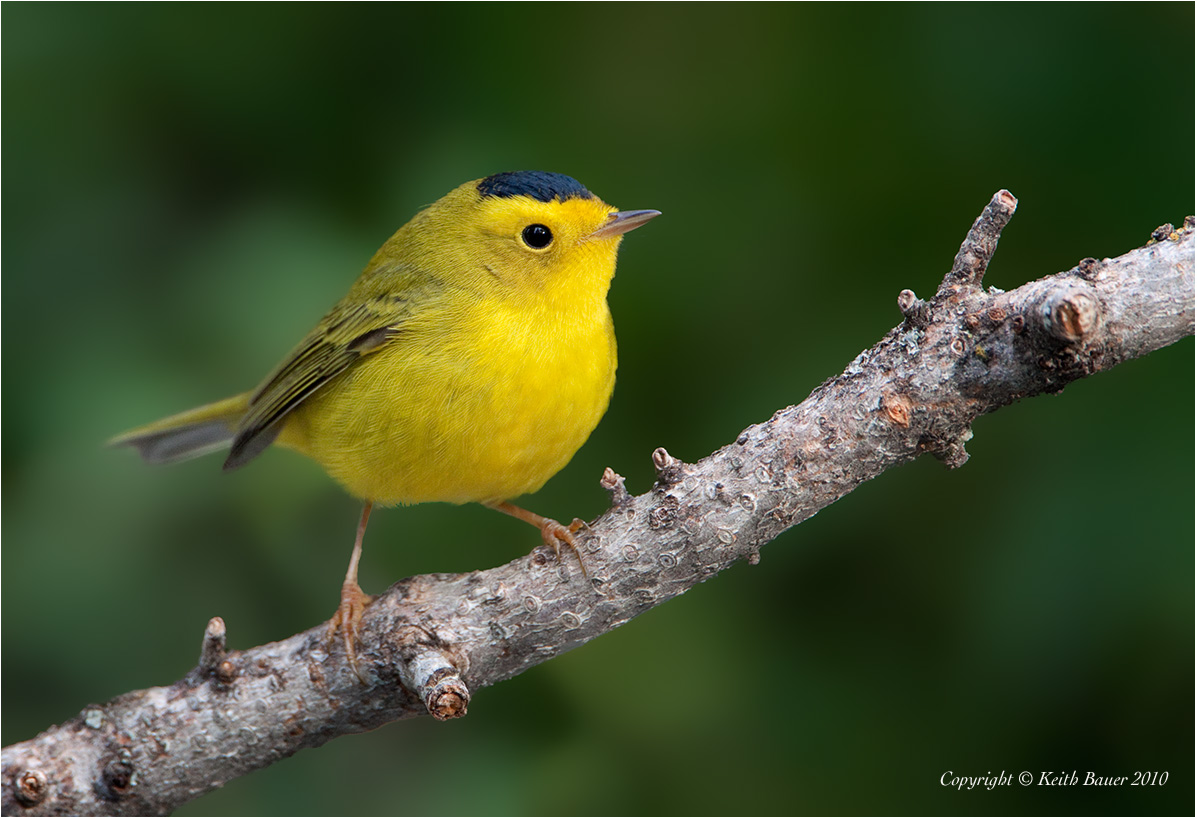 Male Wilsons Warbler