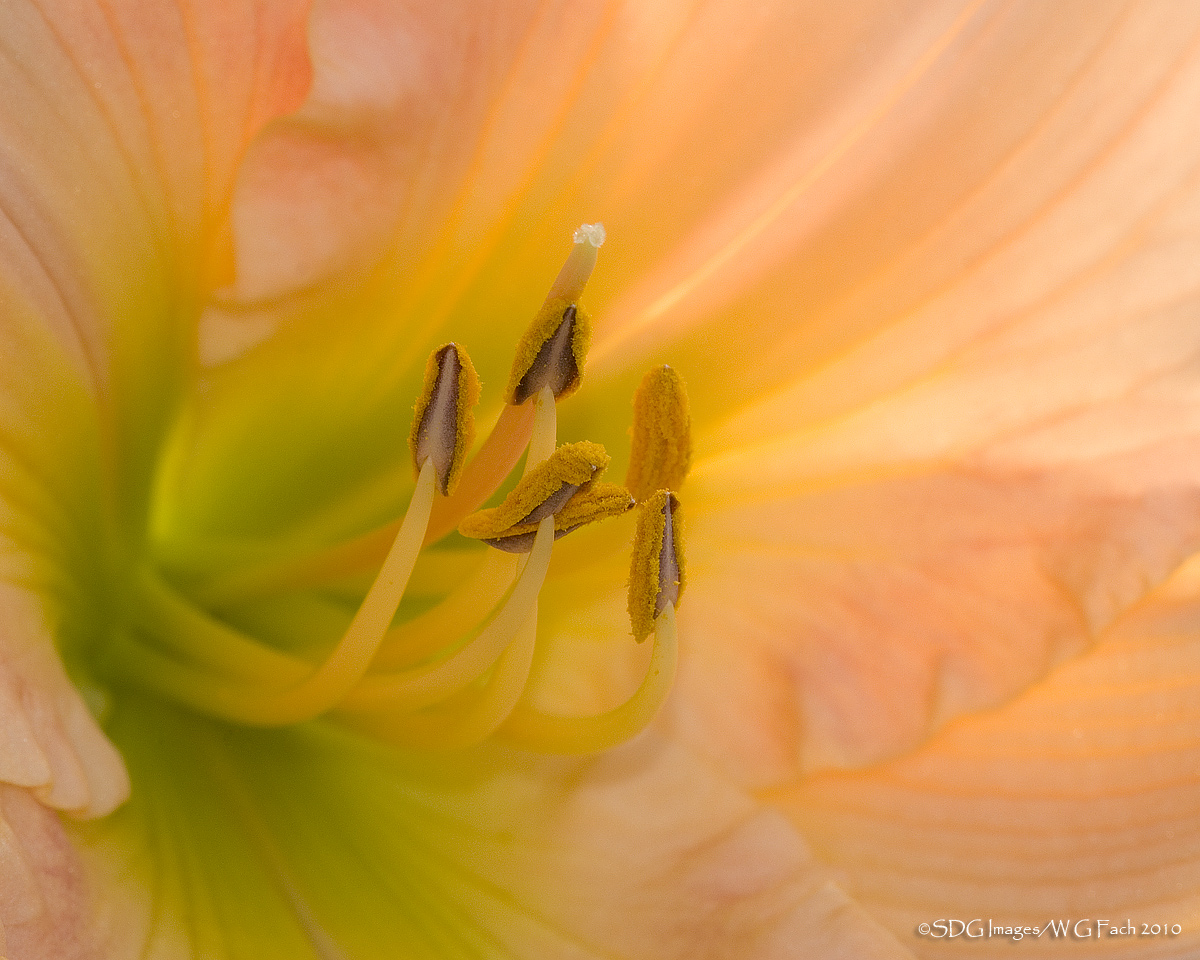 Morning Glory