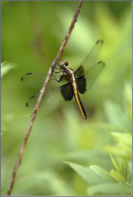 Today's dragonfly