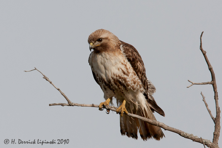 Red-tailed Hawk