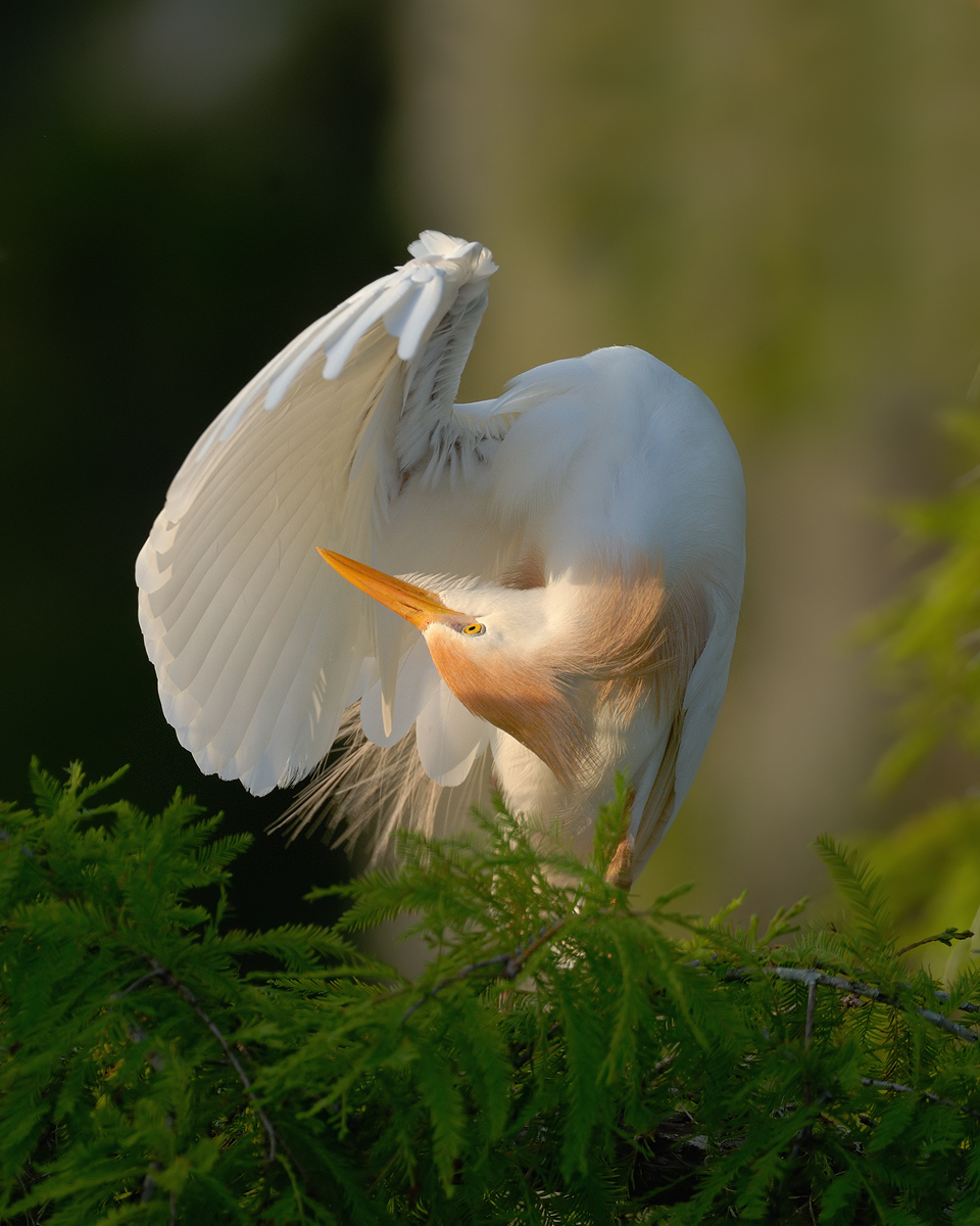 Cattle Egret