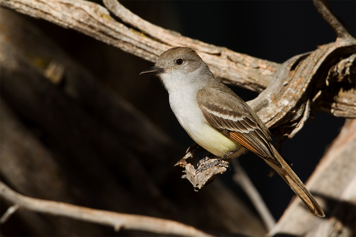 Ash-throated FC w/REPOST