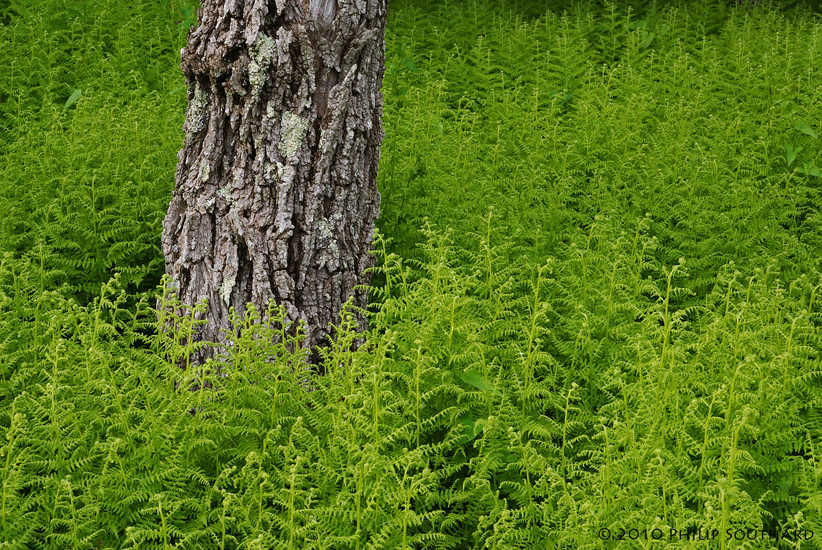 Ferns #2