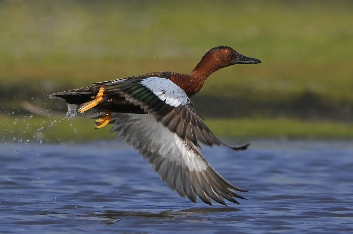 Cinnamon Teal