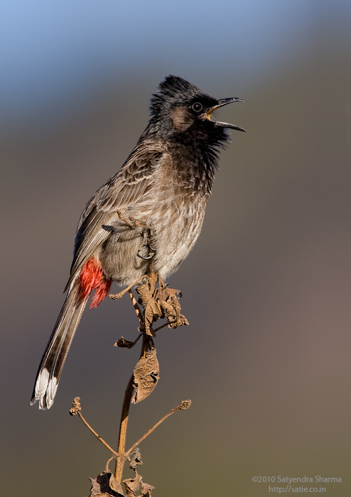 Red-vented Bulbul