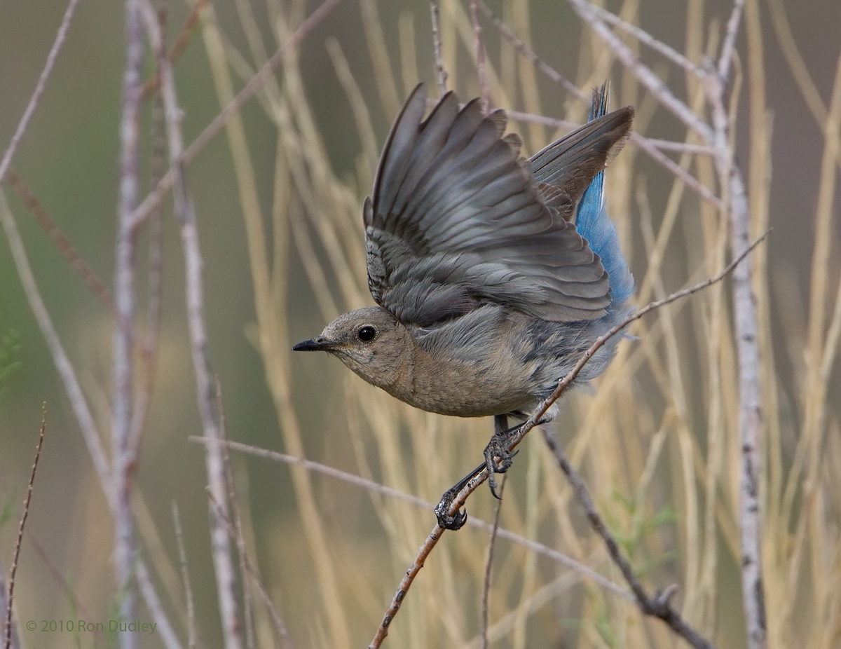 Mountain Bluebird