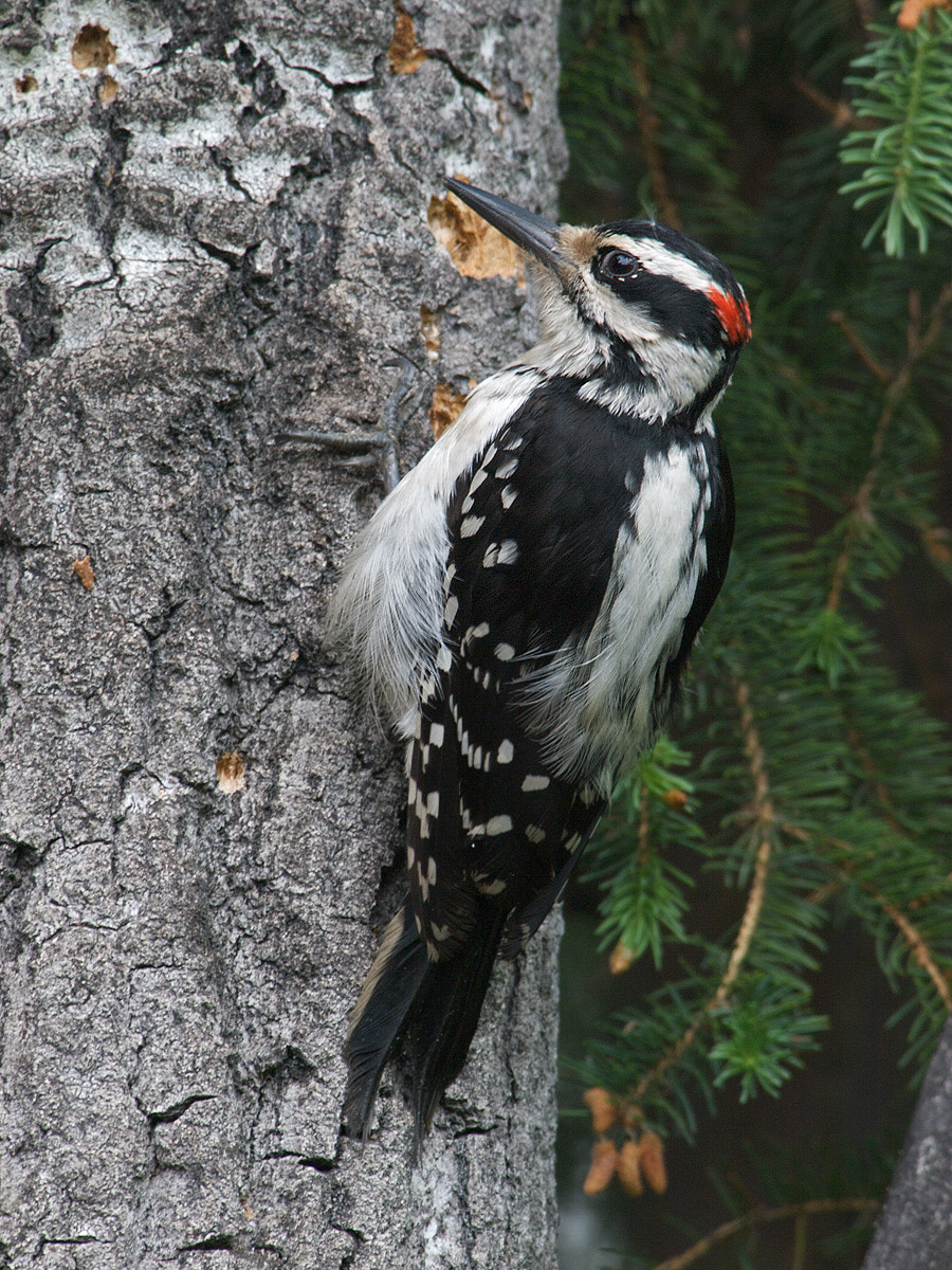 Hairy Woodpecker