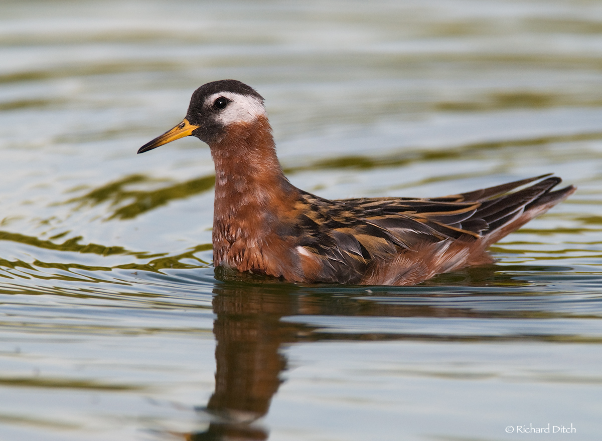 Red Phalarope