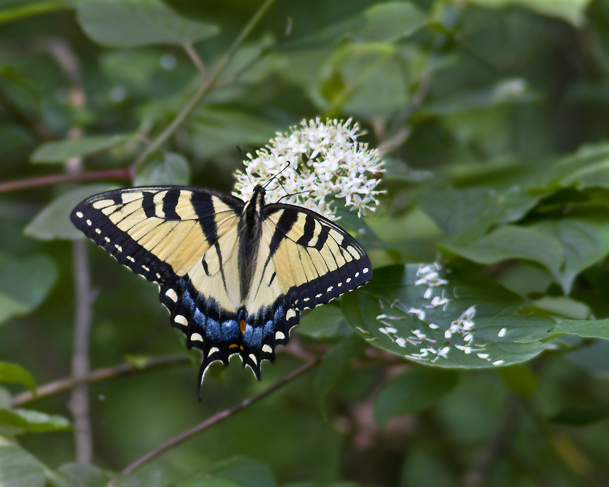 Swallowtail butterfly
