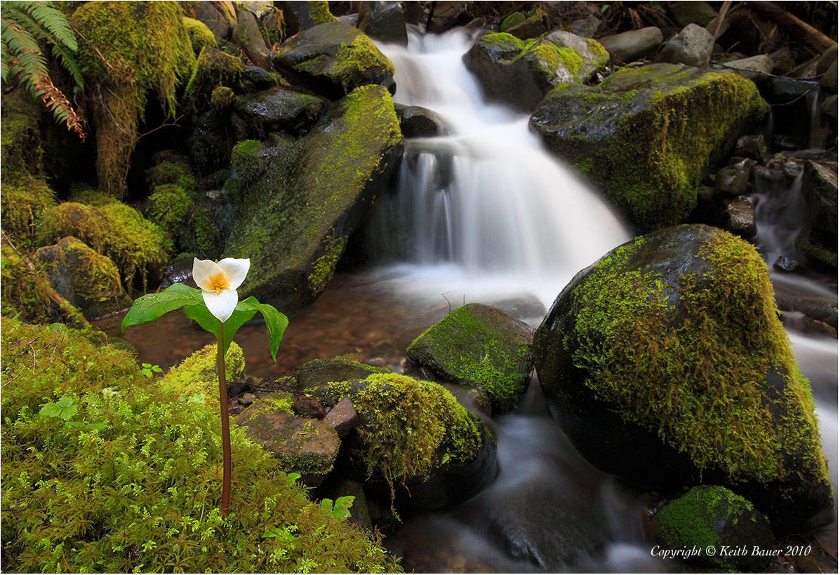 Trillium on the stream