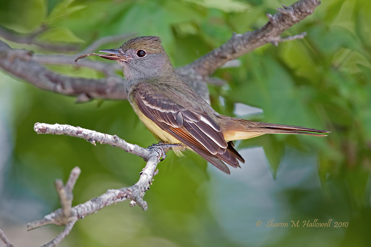Great Crested Flycatcher