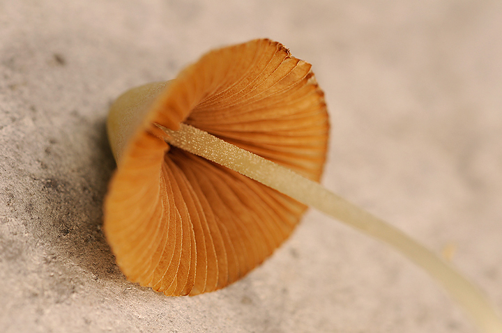 Minimalist Mushroom