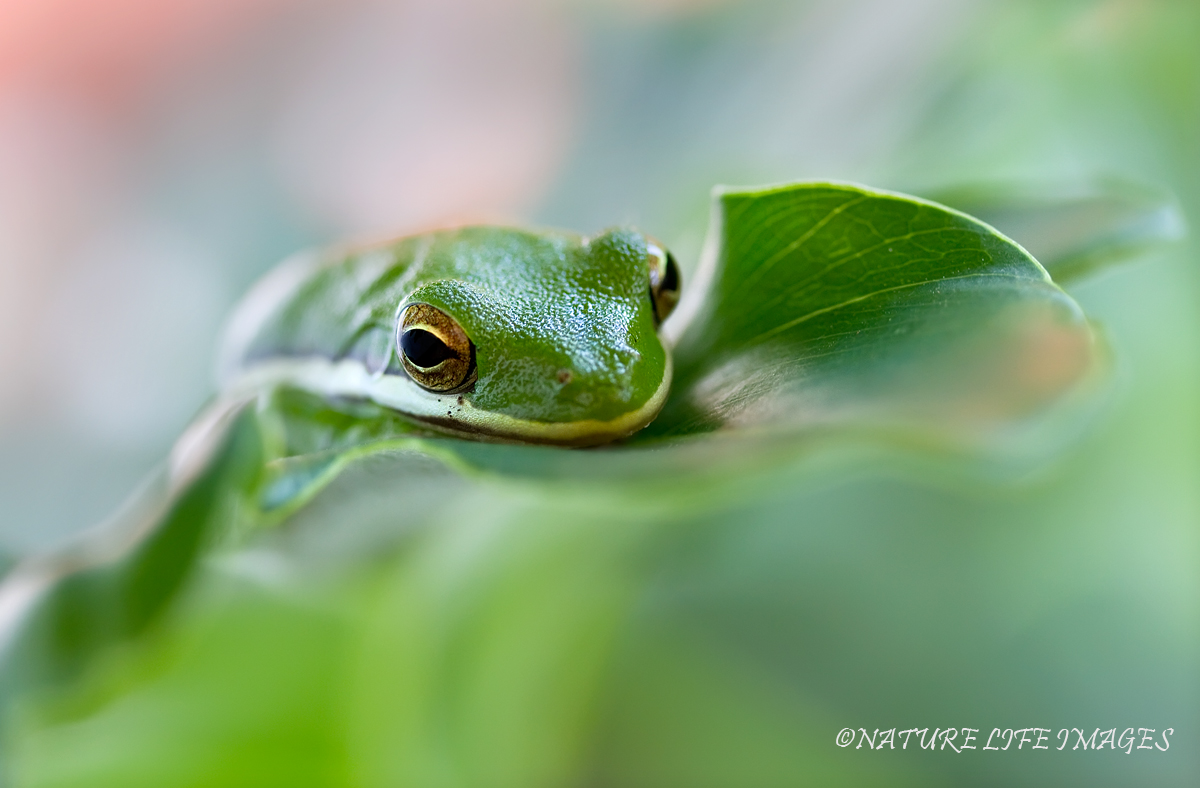Froggie Bloom