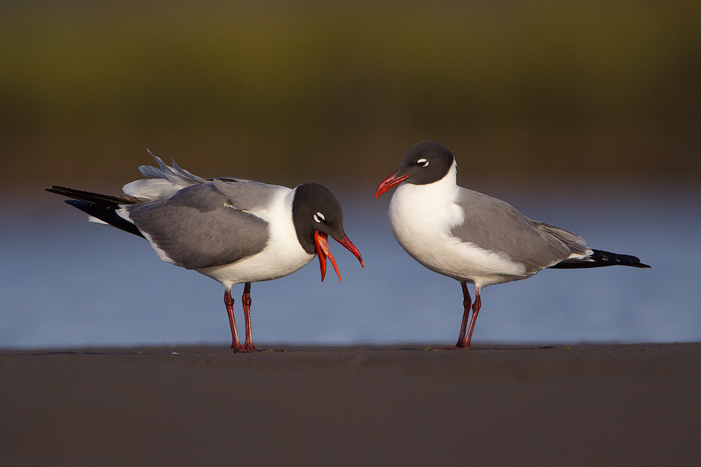 Laughing Gulls