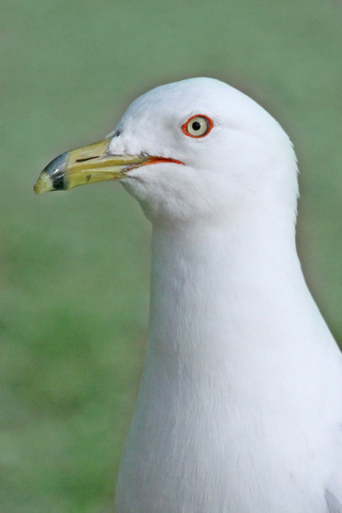 The Gull