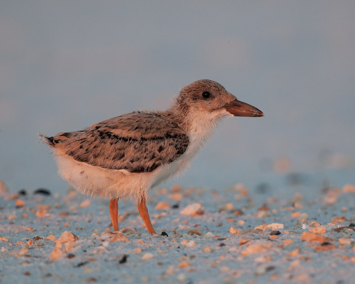 Black Skimmer