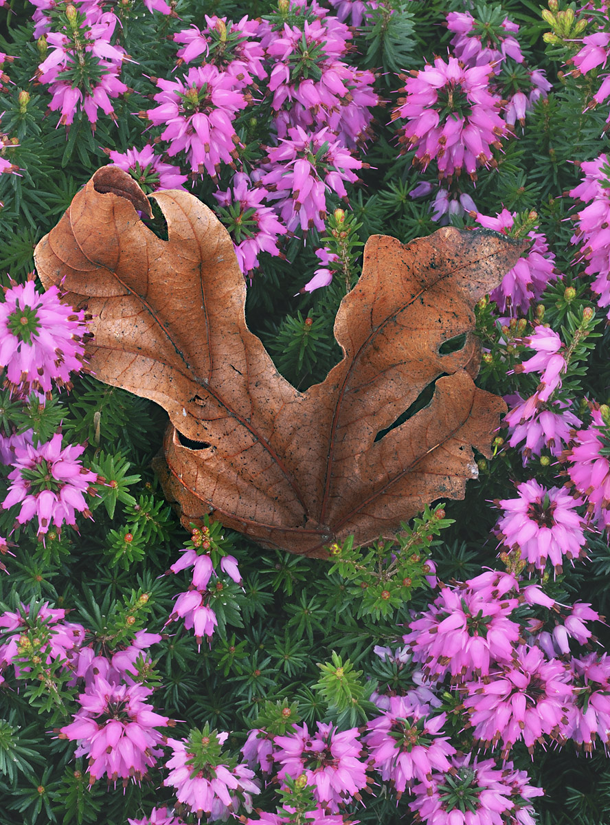 Crown of Heathers