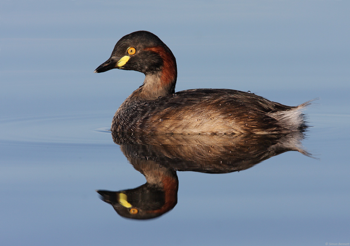 Australasian Grebe